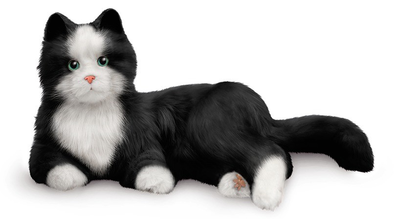 Companion Pet Cat