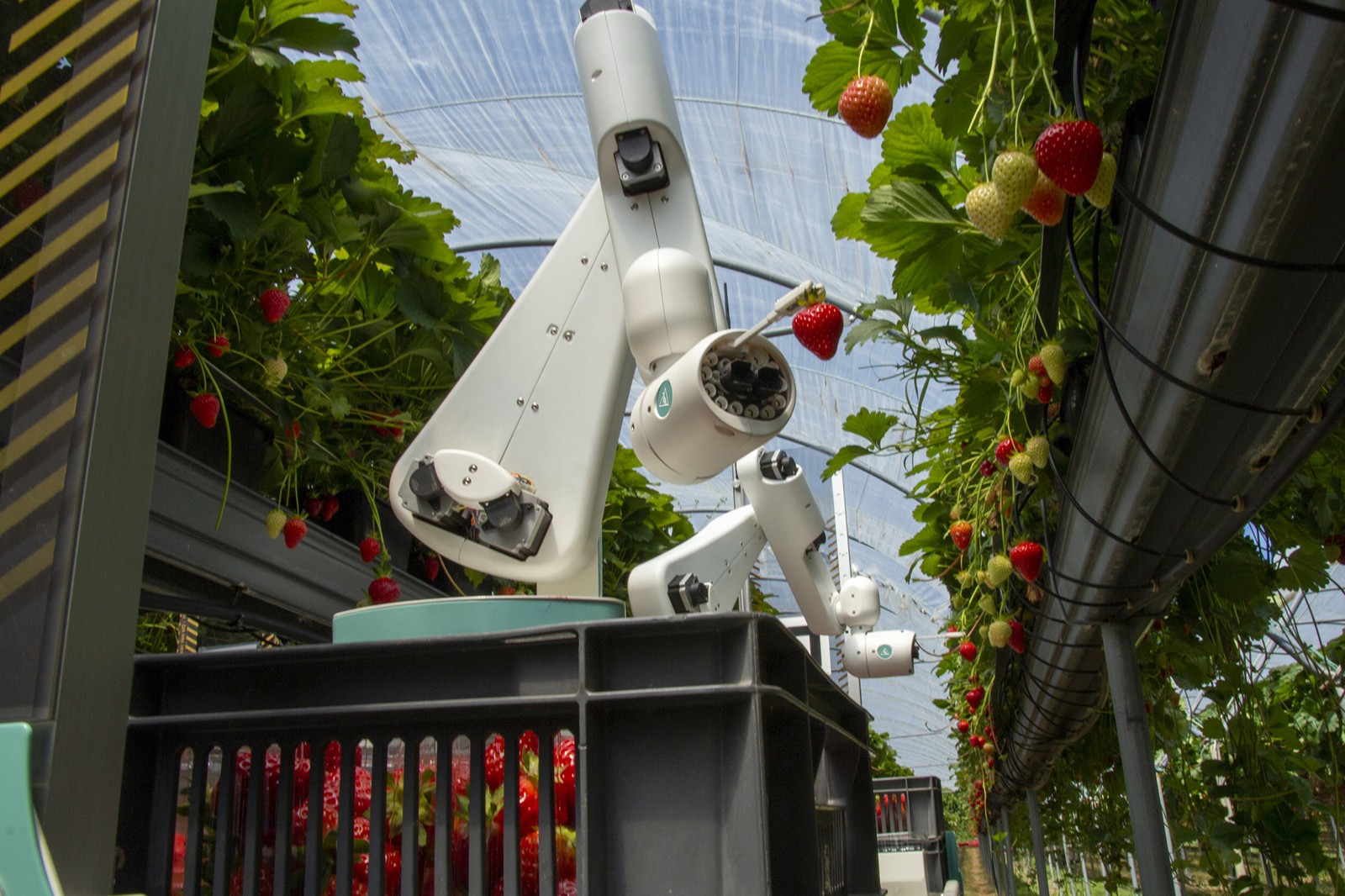 Dogtooth Gen 5 Strawberry Harvesting Robot