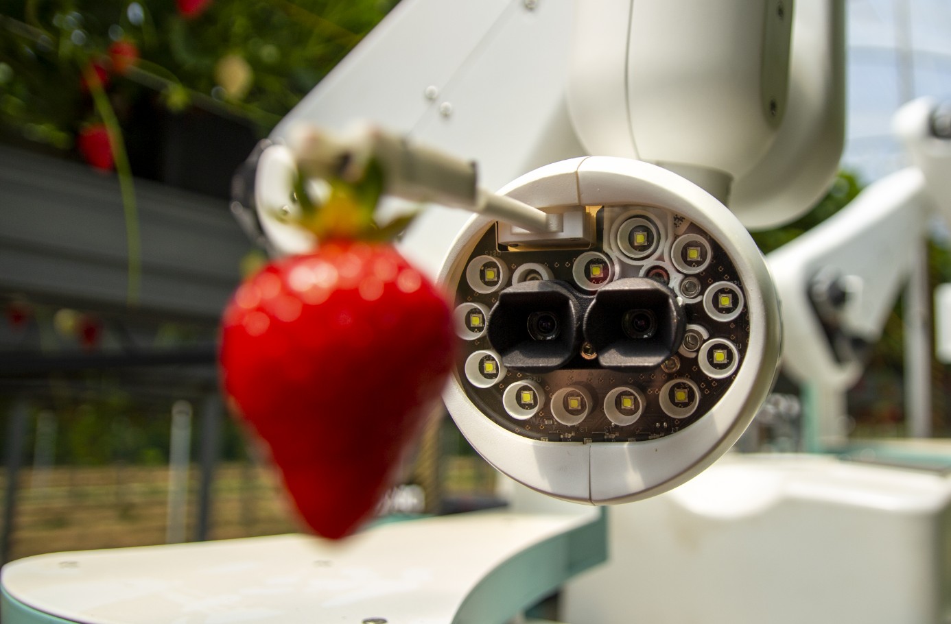 Dogtooth Gen 5 Strawberry Harvesting Robot