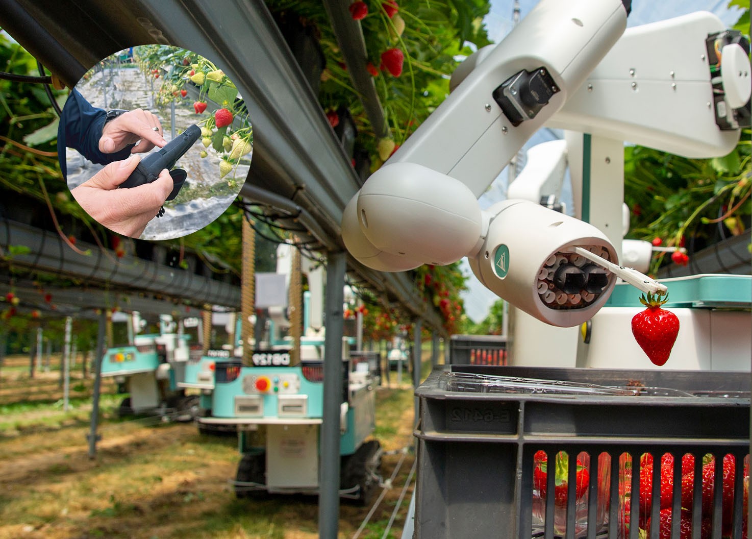Dogtooth Gen 5 Strawberry Harvesting Robot