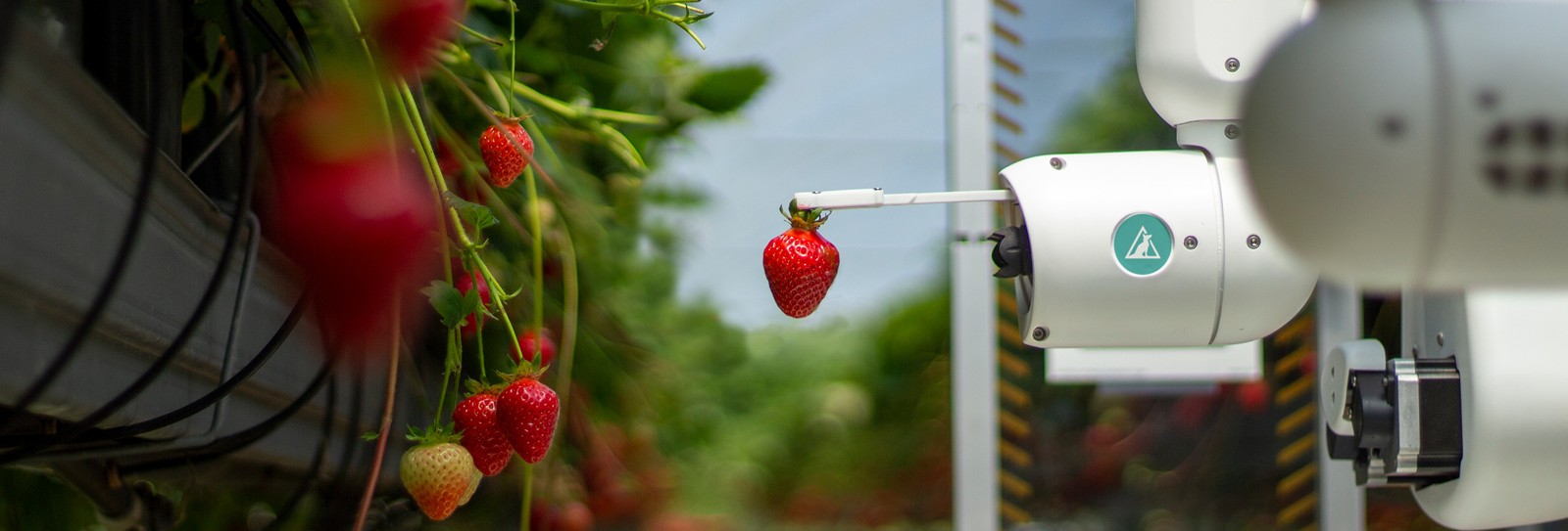 Dogtooth Gen 5 Strawberry Harvesting Robot