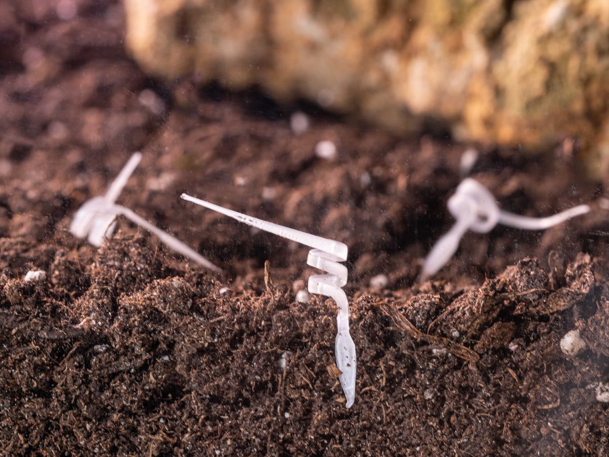 I-Seed robot