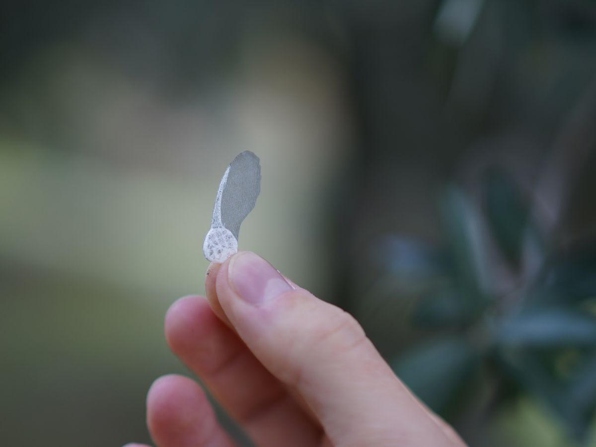 I-Seed