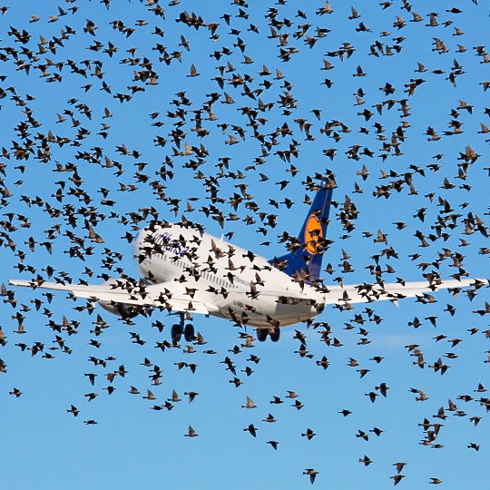 Bird Control Robot