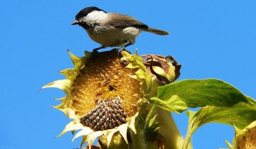 Bird Control Robot