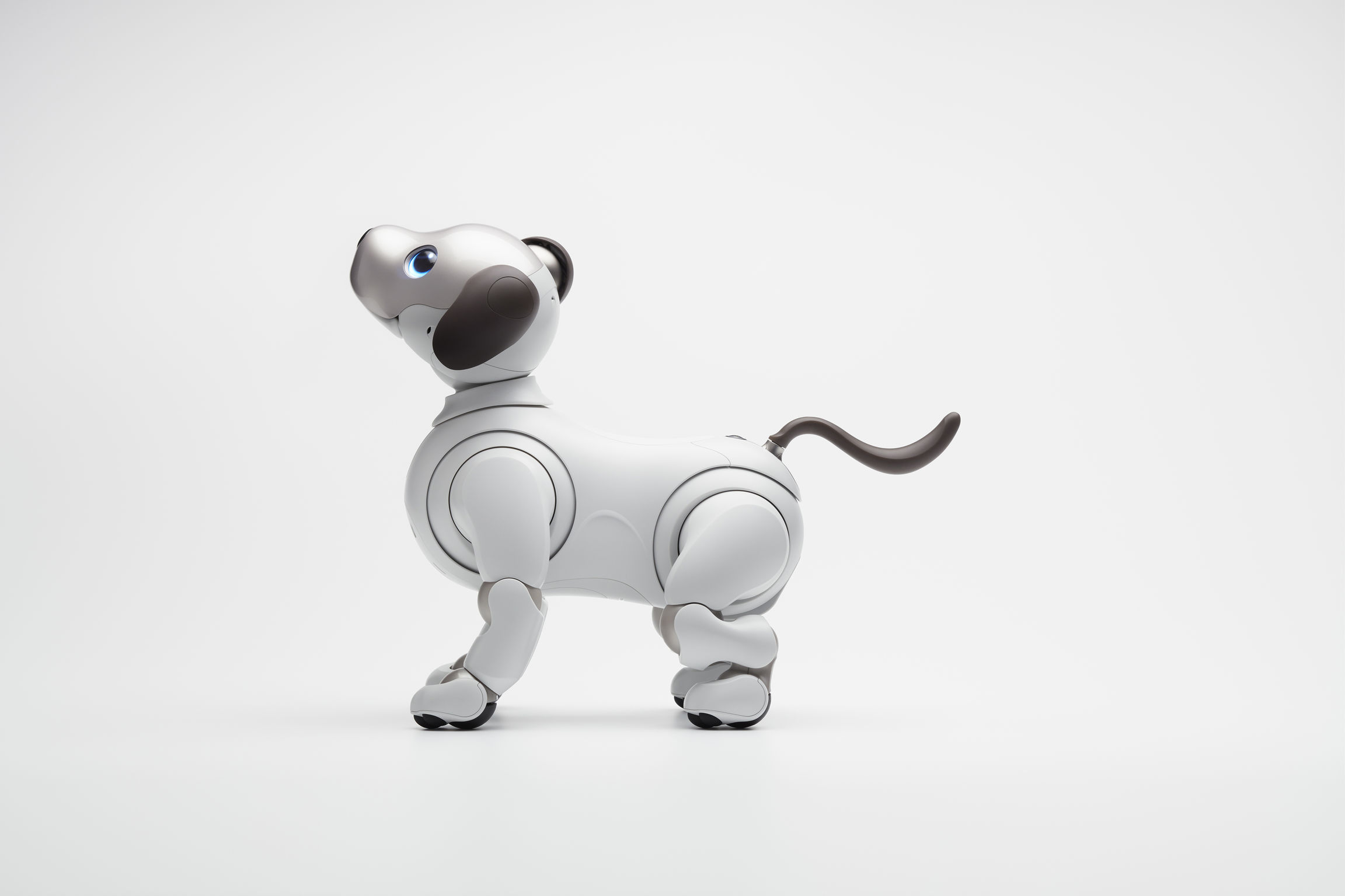 Aibo
