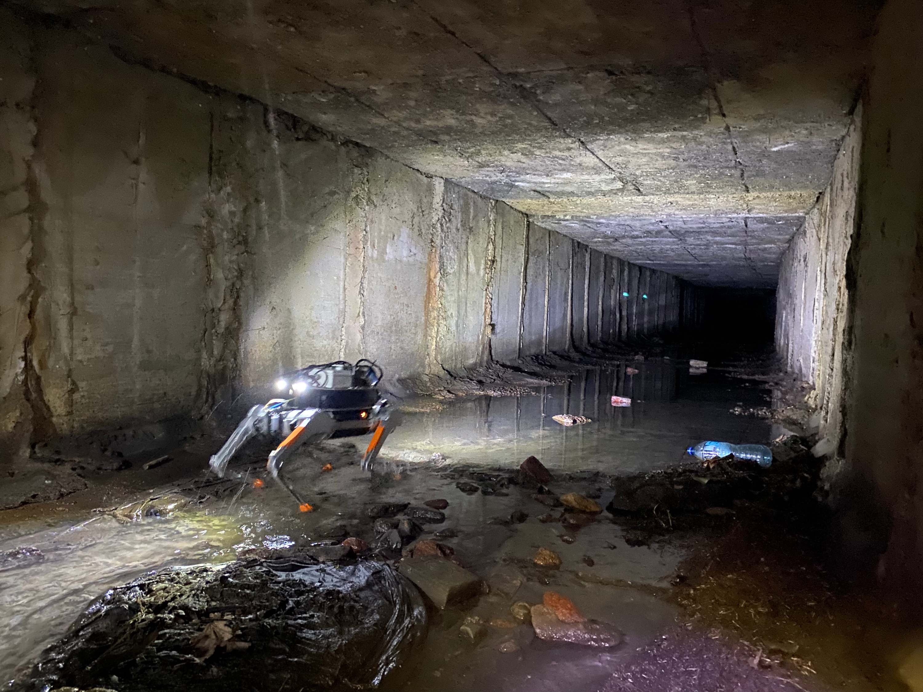 Honey Badger inspecting a flooded concrete culvert